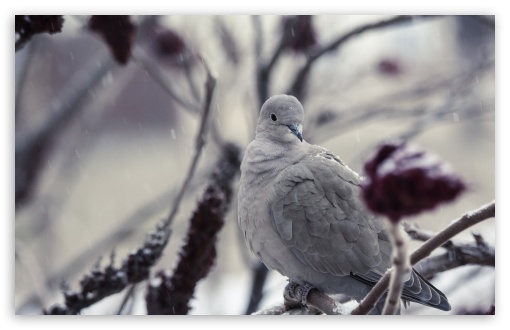 Download Collared Dove UltraHD Wallpaper