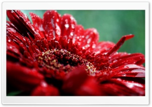 Red Gerbera Daisy Drops