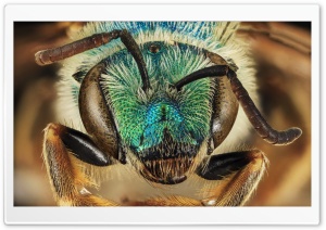 Green Blue Metallic Bee,...