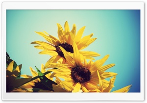 Sunflowers Against Blue Sky