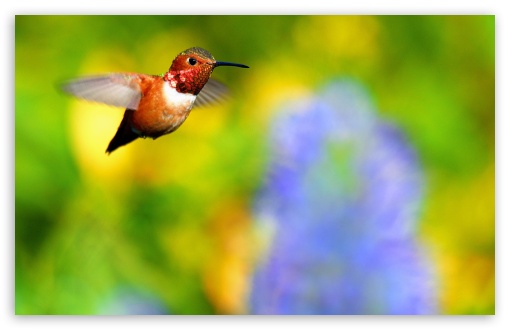 Download Rufous Hummingbird Flying UltraHD Wallpaper