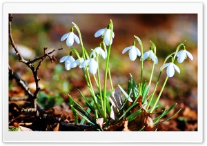 Snowdrops