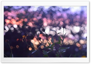 Evening Bokeh And Flowers