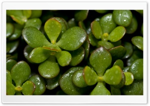 Green Plant Macro