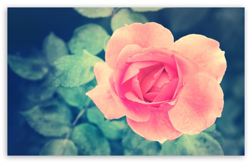 Download Beautiful Pink Rose in the Garden UltraHD Wallpaper