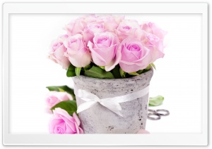 Light Pink Roses