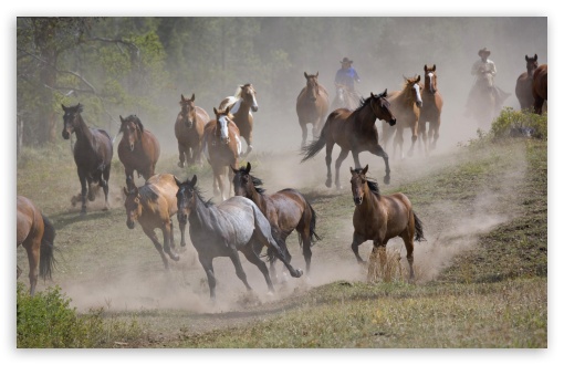 Download Horse Roundup Montana UltraHD Wallpaper