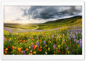 Flower Field Nature Landscape