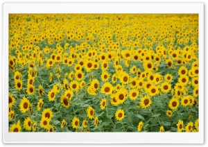 Sunflower Field