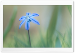 Siberian Squill, Early Spring...