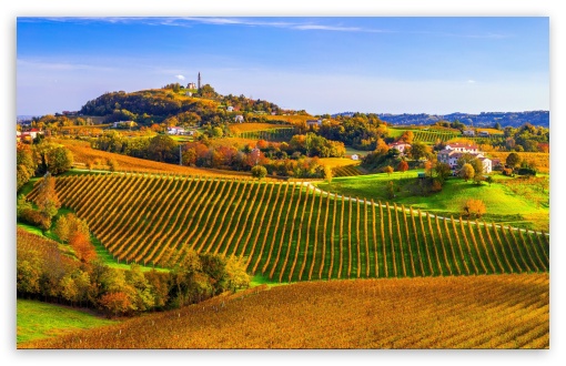 Download Scenic Vineyard Landscape UltraHD Wallpaper