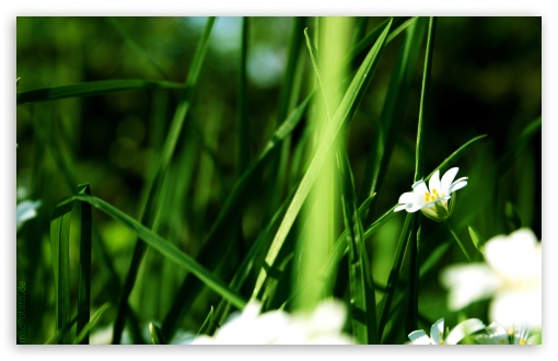 Download Grass And White Flowers UltraHD Wallpaper