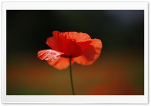 Red Poppy Flower