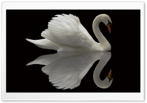 White Swan Reflection