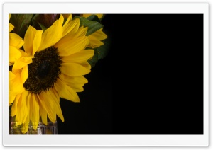 Sunflower and Kale in a Vase