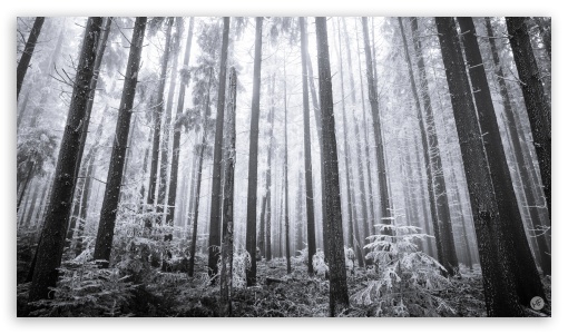 Download Hoarfrost Forest Black and White UltraHD Wallpaper