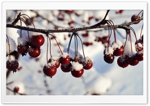 Frozen Red Berries, Winter