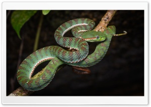 Asian Banded Pit Viper Snake