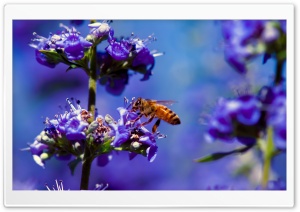 Bee, Purple Flower