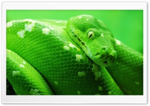 Green Boa Snake
