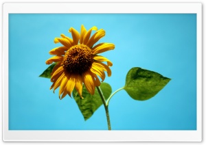 Sunflower Against A Blue Sky