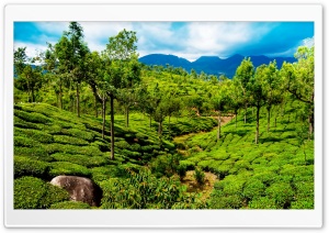 Green tea field, Kerala, India