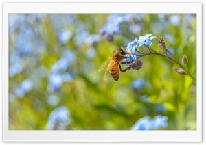 Amazing Bee