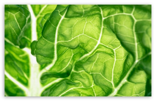 Download Green Lettuce Leaf Close-up UltraHD Wallpaper