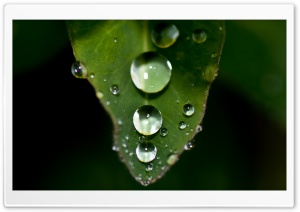 Water Drops On A Leaf