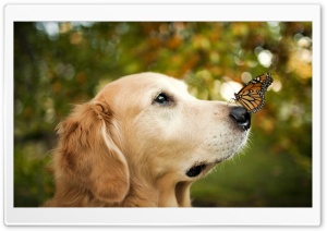 A Dog and A Butterfly