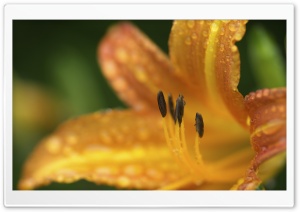 Golden Lily Flower