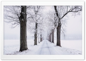 Winter Trees Along Road