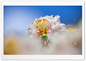 White Crape Myrtle Flower Macro