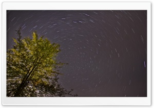 Tree, Night, Star Trail