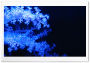 Blue Phosphorescent Corals