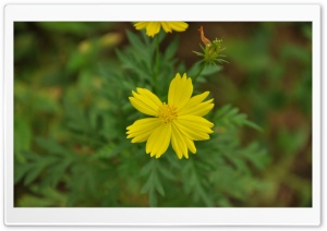 Beautiful Flowers