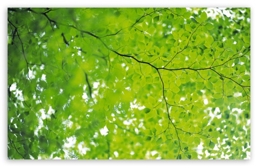 Download Branch With Green Leaves 22 UltraHD Wallpaper