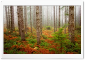 Foggy Fall Forest Olympic...