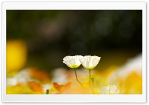 Two White Poppy Flowers