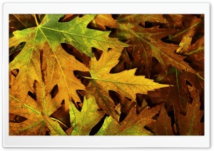 Autumn Leafage