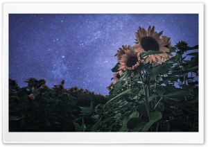 Sunflowers, Bokeh Stars, Evening