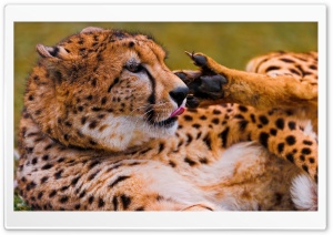 Cheetah Licking His Paw