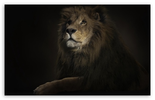 Download Lion King UltraHD