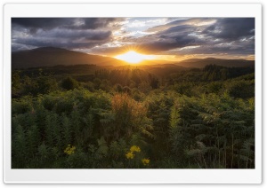 Forest, Scotland