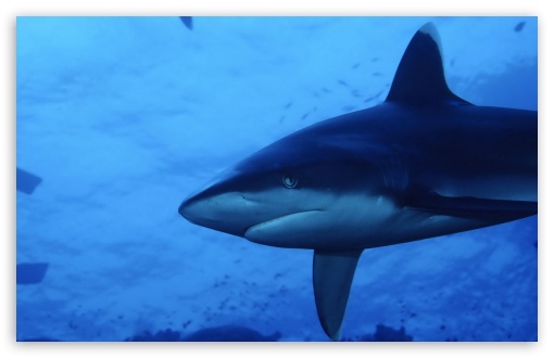 Download Shark UltraHD Wallpaper
