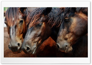 Amazing Wild Horses