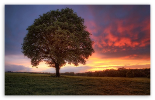 Download Sunset Tree UltraHD Wallpaper