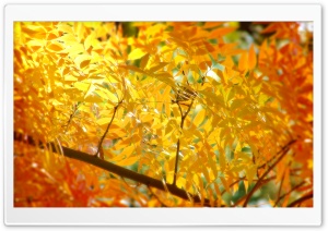 Yellow   Orange Autumn Foliage