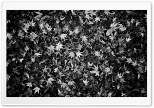 Fallen Leaves Black and White