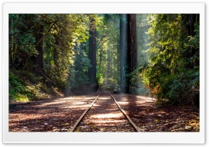 Forest, RedWoods, Tall Trees,...